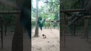 peacocks #videos #youtubeshorts #shortvideo #animals #music