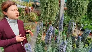ECHIUM FASTUOSUM, l'orgoglio di Madeira!