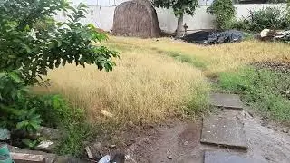 Nature Blessed Rain