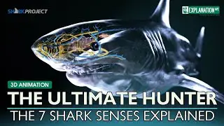 Secrets of the Deep - How the Great White Shark Dominates the Seas!