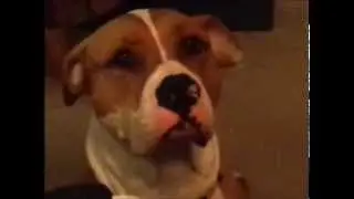 Mollie says I want some -Talking Dog Talking Dogs Talking like humans Dog talking