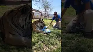 He could hardly wait to dig his teeth in! #amazon #thankyou #tiger #animals #toys #shorts
