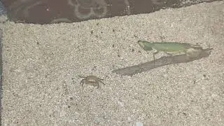 Mantis vs crab #insects #battle