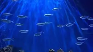 BACKGROUND VIDEO 4K/UHD/HD Footage, Background, Clips - 30 minutes Perfect Loop | Aquarium Fish