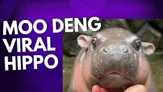 Moo Deng - Thai Viral Hippo #newsdigests