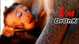 LOVELY ACT ... DRUNK MILK !! JINX GET MILK MUCH FLOW TILL FULL & FALL ASLEEP LOOKED DRUNK VINEEE...