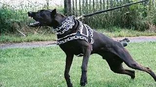 Aggressive Bully kutta!! All About Bully kutta!!