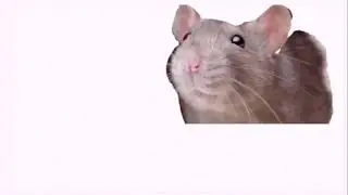 robbie part 2 (official rat video)
