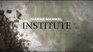 Marine Mammal Institute