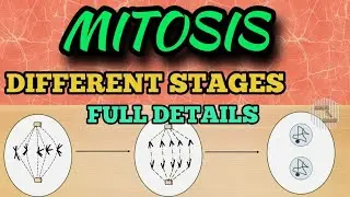 MITOSIS CELL DIVISION || STAGES INVOLVED IN MITOSIS || M PHASE OF CELL CYCLE
