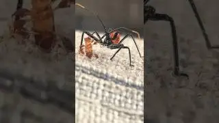 ASSASSIN BUG NYMPH (Wheel Bug)!! #bughunt
