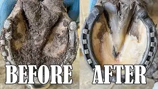 Satisfying Hoof Trimming Compilation |FARRIER ASMR 🐎🐎