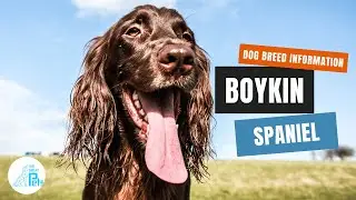 Boykin Spaniel Dog Breed Information
