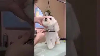 This dog is on fireeeeee