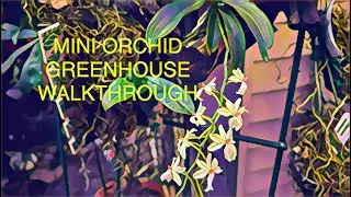 MINI PEEK AT MY ORCHIDS IN THE GREENHOUSE FOR WINTER and blooming #PAPHIOPEDILUM #orchids