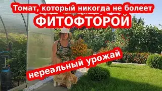 Ильди томат - урожайный желтый черри - лучшие сорта томатов 2021