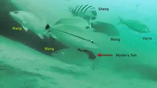 Reef in 80 feet