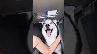 Husky Marble boy is always excited to go somewhere