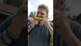 Пробуем сырую тыкву