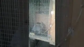 Приготовление к окролу.