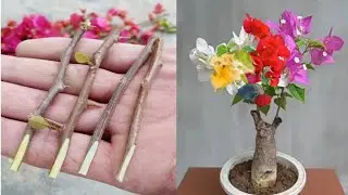 Bougainvillea Plant Grafting | Multi color Bougainvillea Grafting Method