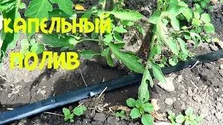 Наконец Сделали Капельный Полив на Огороде Помидорам