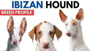 Ibizan Hound Breed Profile History - Price - Traits - Ibizan Hound Grooming Needs - Lifespan