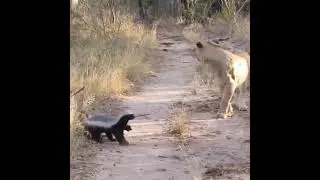 Tiger Vs Honey Badger | Tiger Run Away In A Fight With Honey Badger