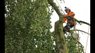 Drohnenflug Baumfällung Baumdienst Brosda