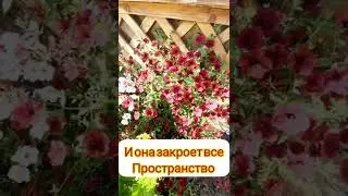 Все секреты петунии Тайдал