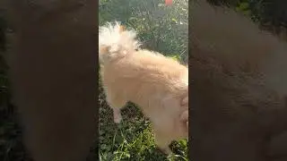 боремся за шерсть. часть 2