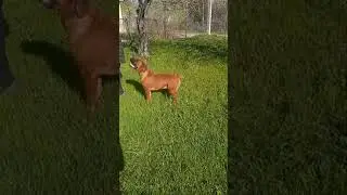 Войс Вельд Цветана Астарта
