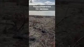 Подсолнечник по залежи