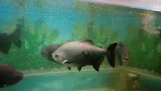 Very different visual of All types of fish #shortsfeed #zoo #aquarium #nature #trending #shortsviral