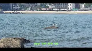 f안개 (헤어질 결심) 가사, Fog with lyrics