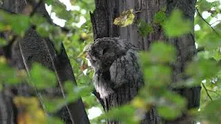 Сова в парке Фили