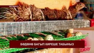 Бөдөнө кантип багып киреше тапса болот? Фермердин жообу.