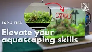 5 Easy Ways to Improve Your Aquascaping Skills