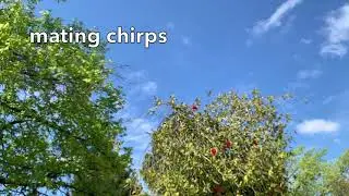 Alpha Male Hummingbird Mating Show