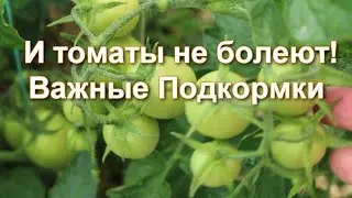 Чем Полить и Подкормить Томаты, чтобы они не болели и хорошо плодоносили
