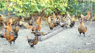 Трио Сентябрь, Павловские куры, Барнаул 