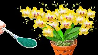 Just one spoonful is 1000 times stronger than ginger - The orchid immediately blooms like crazy