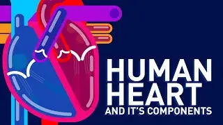 How the Heart Works? - Human heart and its components - Animation