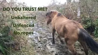 Animal Communication - Unhaltered horse on 20 acres of Unfenced land