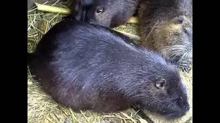Как перезимовали мои нутрии