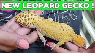 New Leopard Gecko!  -  Kalico Gecko  🦎