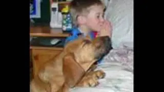 loldogs