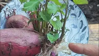 Sweet Potatoes Growing Roots? Plant Them!
