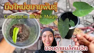วิธีขยายพันธุ์ บอนดำแบล็คเมจิก การตัดไหลบอนดำแบล็ค การแยกต้นบอนดำแบล็คเมจิก การปักชำไหลบอนดำ