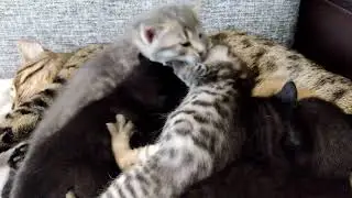 Kittens' Fighting For Mom's Milk. Who Win?